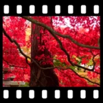 autumn maple leaves video wall android application logo